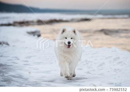 Samoyed white dog is running on snow beach in Latvia 73982552