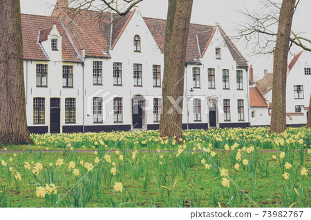 Bruges Beguinage with its colorful tulip fields and houses. Belgium. 73982767