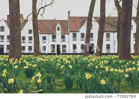 Bruges Beguinage with its colorful tulip fields and houses. Belgium. 73982769