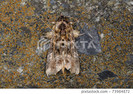 在路燈下的飛蛾 73984872