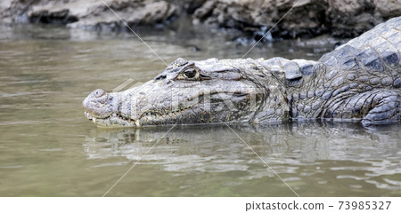 Head of crocodile caimanon the surface of the river. 73985327