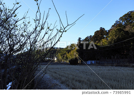 神奈川縣橫濱市戶塚區原始風景的舞岡公園的稻田（冬季版） 73985991