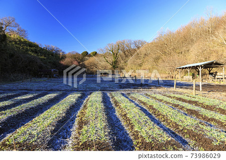 Rice fields in Maioka Park in the original scenery of Totsuka Ward, Yokohama City, Kanagawa Prefecture (winter edition) 73986029