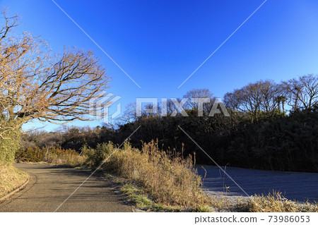 神奈川縣橫濱市戶塚區原始風景的舞岡公園的稻田（冬季版） 73986053