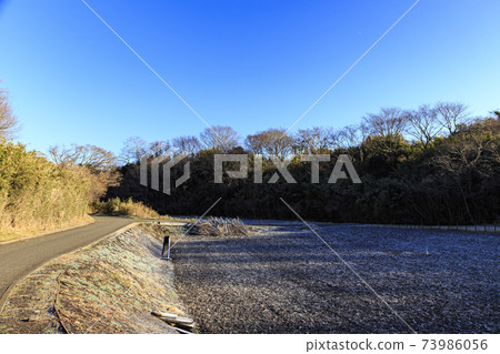 神奈川縣橫濱市戶塚區原始風景的舞岡公園的稻田（冬季版） 73986056
