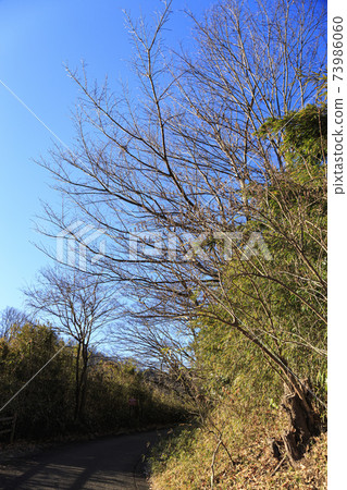 神奈川縣橫濱市戶塚區原始風景的舞岡公園的稻田(冬季版) 神奈川縣橫濱市戶塚區原始風景的舞岡公園的稻田(冬季版) 73986060