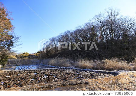 神奈川縣橫濱市戶塚區原始風景的舞岡公園的稻田(冬季版) 神奈川縣橫濱市戶塚區原始風景的舞岡公園的稻田(冬季版) 73986066