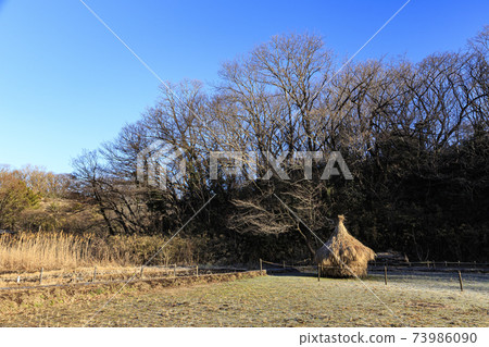 Rice fields in Maioka Park in the original scenery of Totsuka Ward, Yokohama City, Kanagawa Prefecture (winter edition) Rice fields in Maioka Park in the original scenery of Totsuka Ward, Yokohama City, Kanagawa Prefecture (winter edition) 73986090