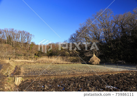 Rice fields in Maioka Park in the original scenery of Totsuka Ward, Yokohama City, Kanagawa Prefecture (winter edition) Rice fields in Maioka Park in the original scenery of Totsuka Ward, Yokohama City, Kanagawa Prefecture (winter edition) 73986111