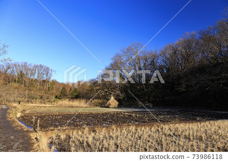 神奈川縣橫濱市戶塚區原始風景的舞岡公園的稻田（冬季版） 73986118