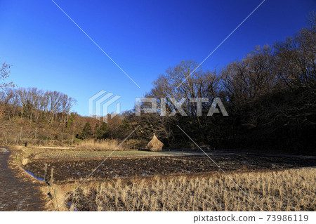 Rice fields in Maioka Park in the original scenery of Totsuka Ward, Yokohama City, Kanagawa Prefecture (winter edition) 73986119