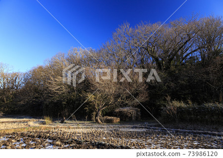Rice fields in Maioka Park in the original scenery of Totsuka Ward, Yokohama City, Kanagawa Prefecture (winter edition) Rice fields in Maioka Park in the original scenery of Totsuka Ward, Yokohama City, Kanagawa Prefecture (winter edition) 73986120