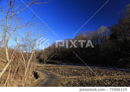 Rice fields in Maioka Park in the original scenery of Totsuka Ward, Yokohama City, Kanagawa Prefecture (winter edition) 73986124