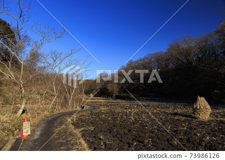 神奈川縣橫濱市戶塚區原始風景的舞岡公園的稻田(冬季版) 神奈川縣橫濱市戶塚區原始風景的舞岡公園的稻田(冬季版) 73986126