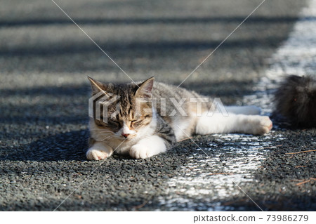 On a pleasant autumn sunny morning, a cute white stray cat kitten is watching over her mother, hunting and getting her favorite mantis 73986279