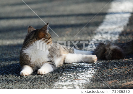 On a pleasant autumn sunny morning, a cute white stray cat kitten is watching over her mother, hunting and getting her favorite mantis 73986280