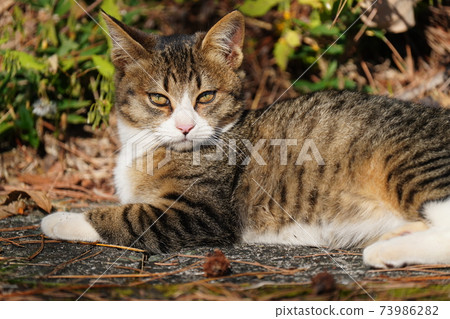 On a pleasant autumn sunny morning, a cute white stray cat kitten is watching over her mother, hunting and getting her favorite mantis On a pleasant autumn sunny morning, a cute white stray cat kitten is watching over her mother, hunting and getting her favorite mantis 73986282