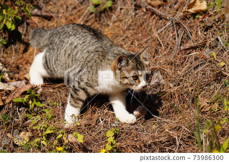 On a pleasant autumn sunny morning, a cute white stray cat kitten is watching over her mother, hunting and getting her favorite mantis On a pleasant autumn sunny morning, a cute white stray cat kitten is watching over her mother, hunting and getting her favorite mantis 73986300