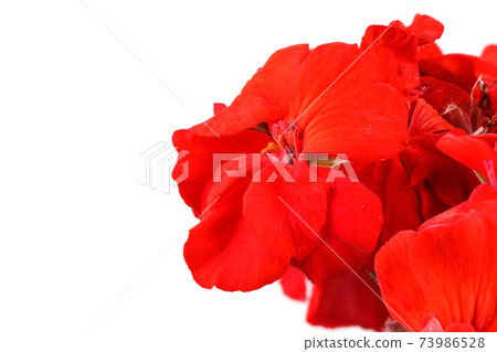 Red garden Geranium Red garden Geranium 73986528