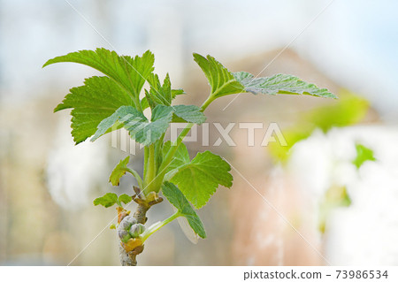 Spring shoots of currant. Currant seedlings. Young sprout of currant. Growing currant. Spring shoots of currant. Currant seedlings. Young sprout of currant. Growing currant. 73986534