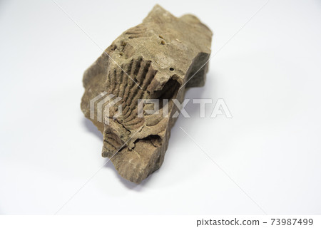 特里貢尼亞化石 73987499