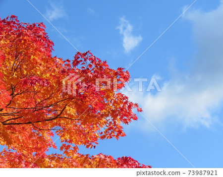 Autumn Koyasan autumn leaves Autumn Koyasan autumn leaves 73987921
