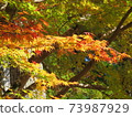 Autumn Koyasan autumn leaves 73987929