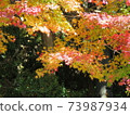 Autumn Koyasan autumn leaves 73987934