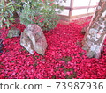 Autumn Koyasan autumn leaves 73987936
