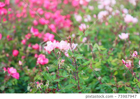 玫瑰花沖洗淘汰賽 玫瑰花沖洗淘汰賽 73987947