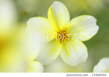 Cute winter cosmos with 5 yellow and white petals Cute winter cosmos with 5 yellow and white petals 73988494