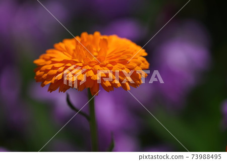 Purple flower of purple back Purple flower of purple back 73988495