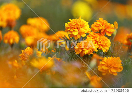 Marigold in full bloom Marigold in full bloom 73988496