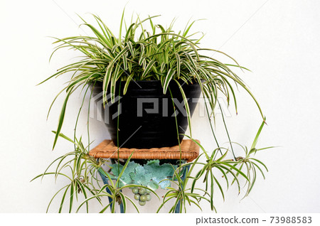 Orizururan盆栽植物 73988583