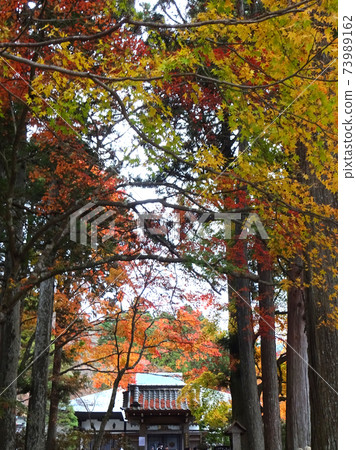 Maple leaves which turned red leaves Maple leaves which turned red leaves 73989162