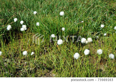 Alpine plants in the Swiss Alps Engaden 13 Alpine plants in the Swiss Alps Engaden 13 73989163