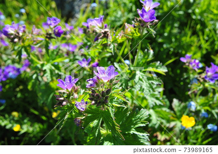 Alpine plants in the Swiss Alps Engaden 14 Alpine plants in the Swiss Alps Engaden 14 73989165