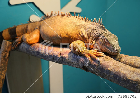 Large green iguana with beautiful fine scales Large green iguana with beautiful fine scales 73989702