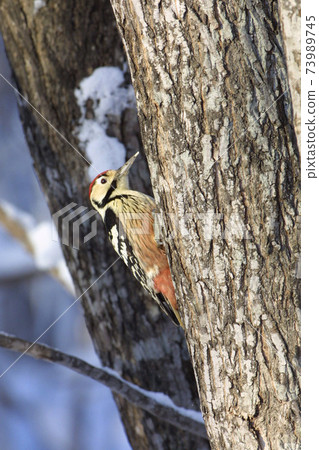 White-backed Woodpecker, Great Spotted Woodpecker, Great Spotted Woodpecker, Piciformes, Woodpecker, Woodpecker, Woodpecker, Woodpecker, Wild Bird, Small Bird, White-backed Woodpecker, Great Spotted Woodpecker, Great Spotted Woodpecker, Piciformes, Woodpecker, Woodpecker, Woodpecker, Woodpecker, Wild Bird, Small Bird, 73989745