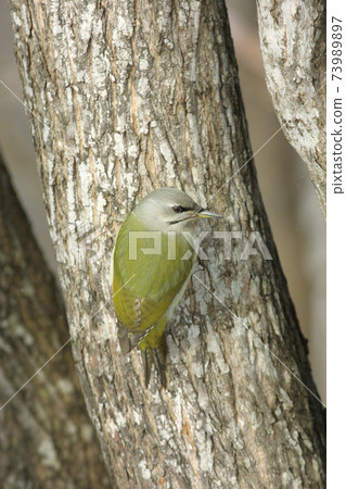 Yamagera Woodpecker Hokkaido Wild Bird Yamagera Woodpecker Hokkaido Wild Bird 73989897