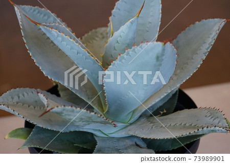 It is in the form of thick plant leaves and has thorns on the edges. 73989901