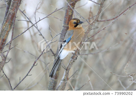 三山周杰倫北海道野生鳥 照片素材 圖片 圖庫