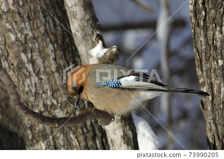Miyama jay jay Hokkaido wild bird 73990205