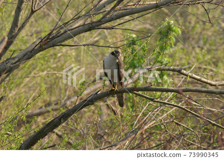 Sparrowhawk Taka Hokkaido Wild Bird Sparrowhawk Taka Hokkaido Wild Bird 73990345