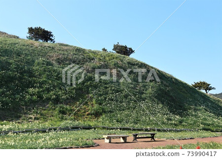 下田水仙祭月崎御所 73990417