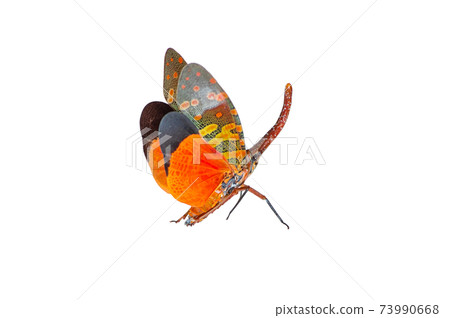 fulgorid bug. fulgorid bug. 73990668