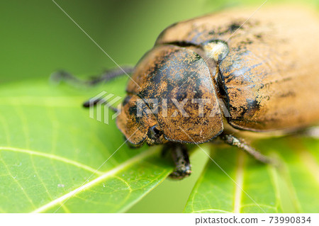 European chafer beetle on a green leaf closeup front body parts macro photo, old hairy beetle looking for food. 73990834
