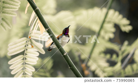 Crimson backed sunbird perched on a branch, looking for a flower for a sip of nectar Crimson backed sunbird perched on a branch, looking for a flower for a sip of nectar 73990865
