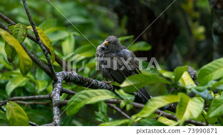 Yellow-billed babbler got wet in the rain, clear its wet feathers after the rain, gloomy dark weather condition, 73990871