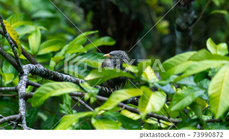 Yellow-billed babbler got wet in the rain, clear its wet feathers after the rain, gloomy dark weather condition, on a full alert of the surroundings. 73990872